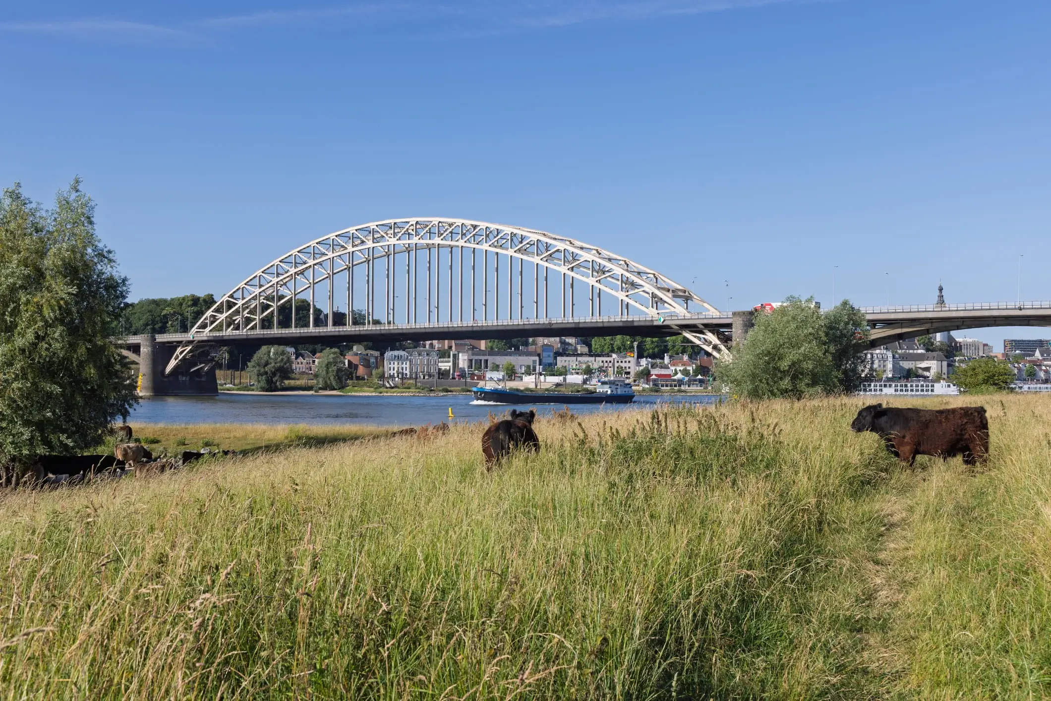 Foto van de Waalbrug in Nijmegen met koeien op de voorgrond